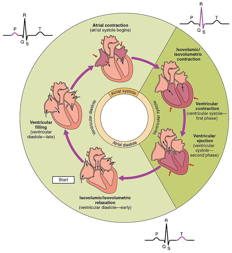 Phases of the cardiac cycle