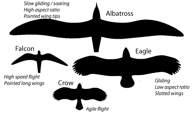 Wing shapes and varieties of flight 