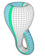 Relationship between Klein bottle and Mobius strips