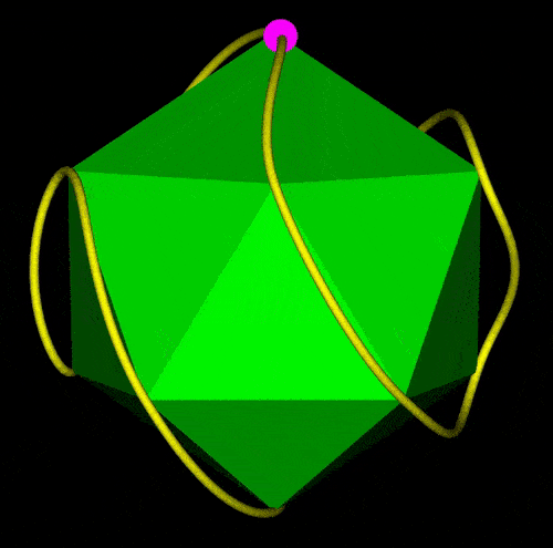 Single curve passing through the 12 vertices of an icosahedron rotated vertically