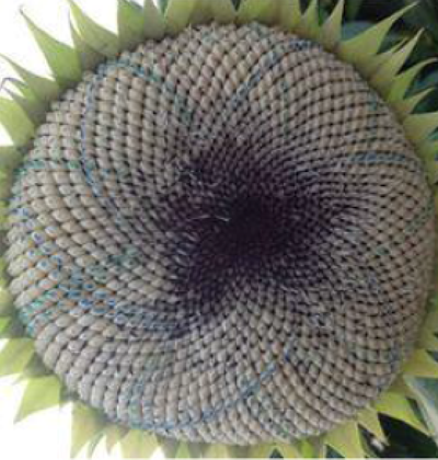 Sunflower head with contrasting spirals