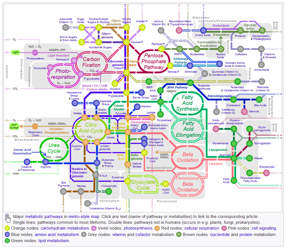 Metabolic pathway map
