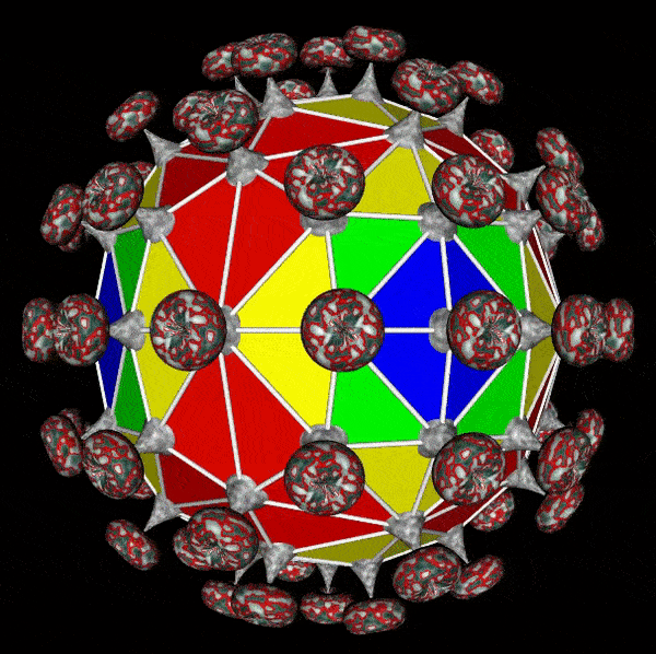 Animation of global configuration of mushroom-clouds on vertices of polyhedra -- simulating a coronavirus 