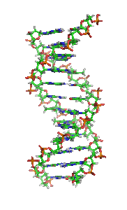 DNA rotation