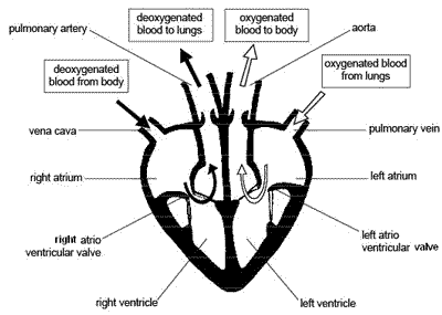 Circulatory metaphors associated with the heart 