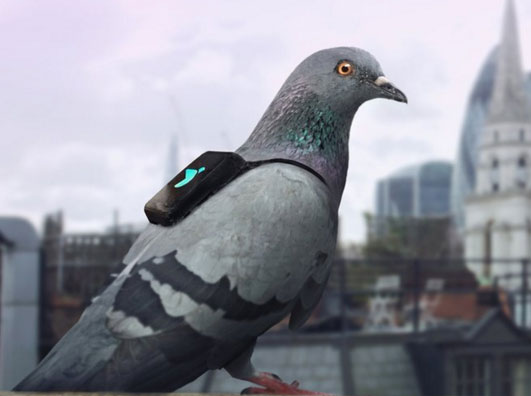 Use of pigeons for environmental monitoring 